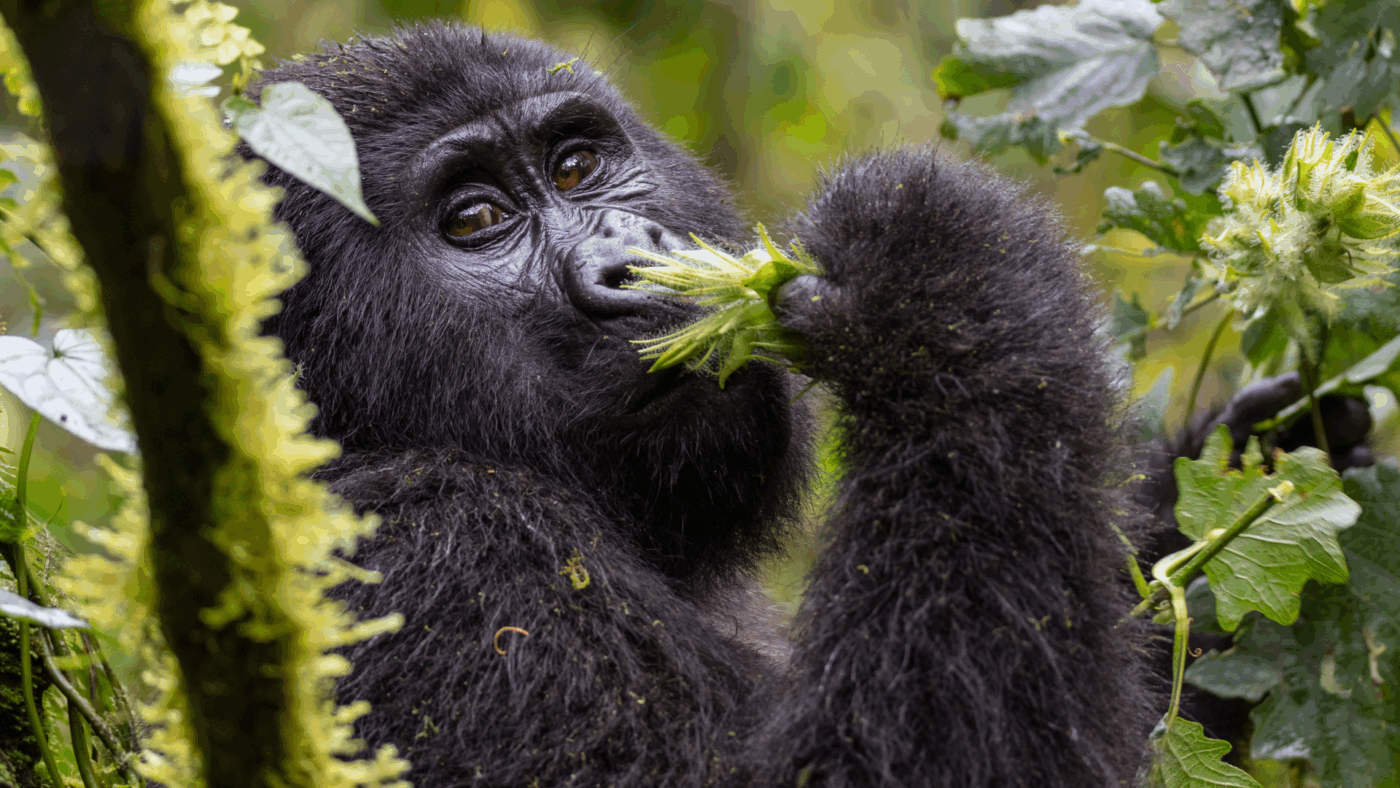 Image of a gorilla in the Wild in Uganda
