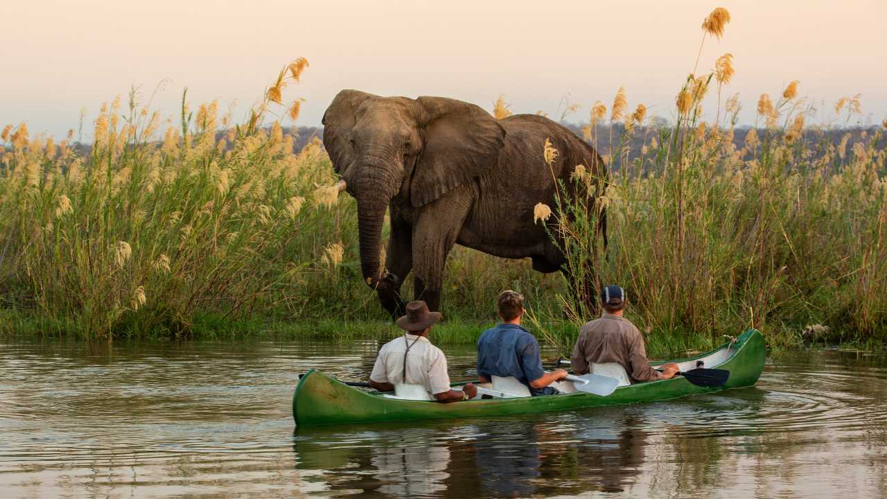 3 people in a small canoe on a river looking at an elephant on the riverbank in Africa