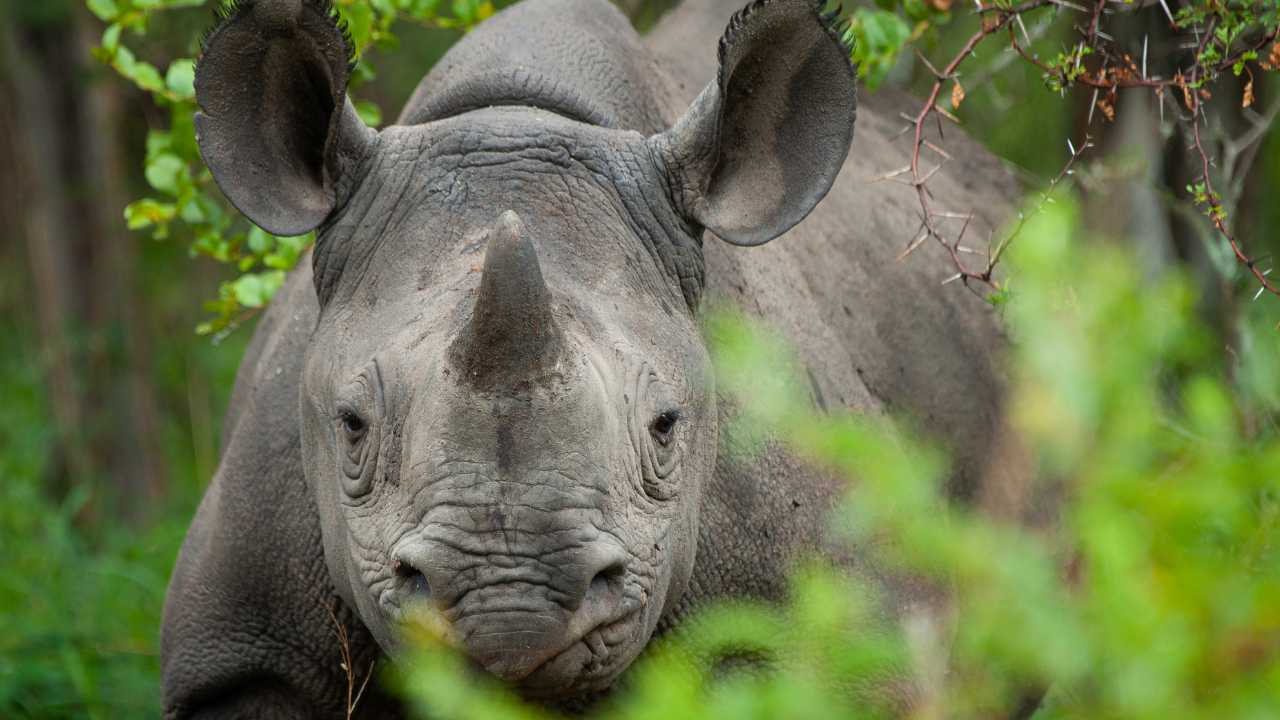 Close-up shot of Rhino in lush green African bush.