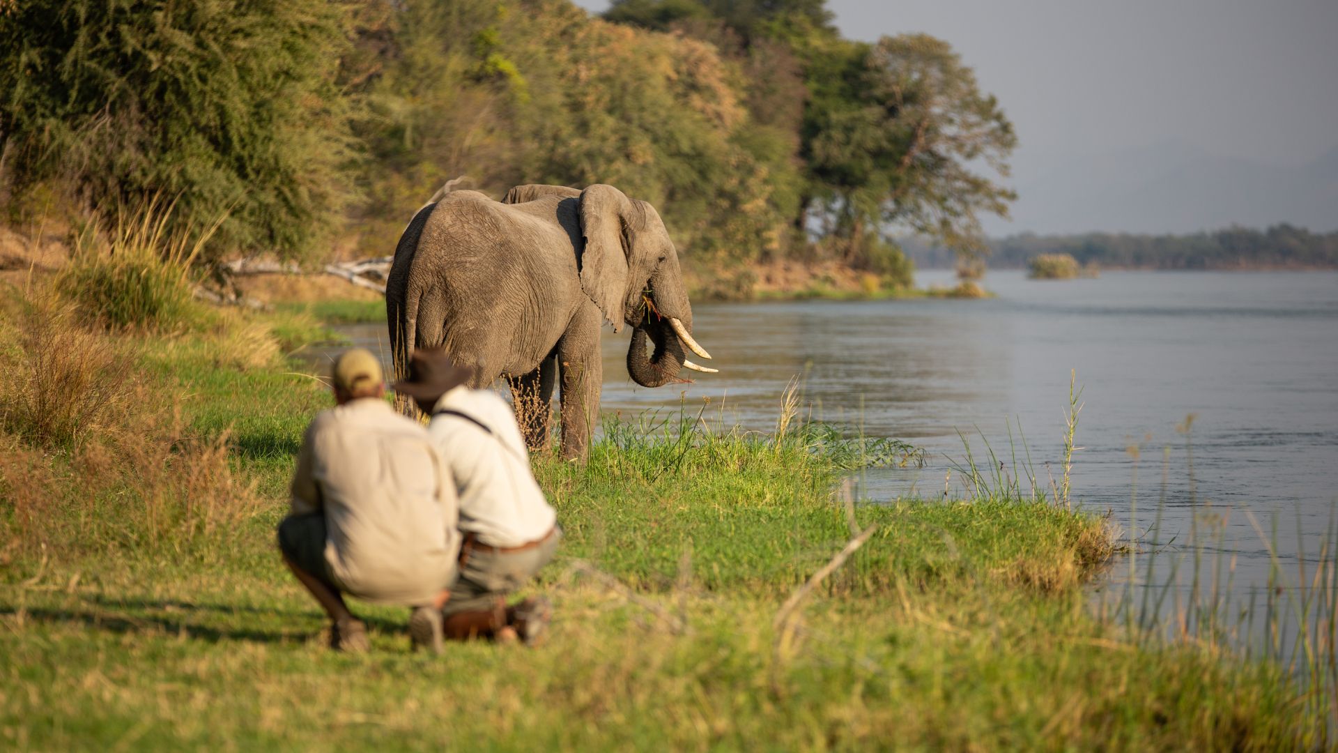 Guide with guest close up to a big 5 elephant on a walking Safari in Africa