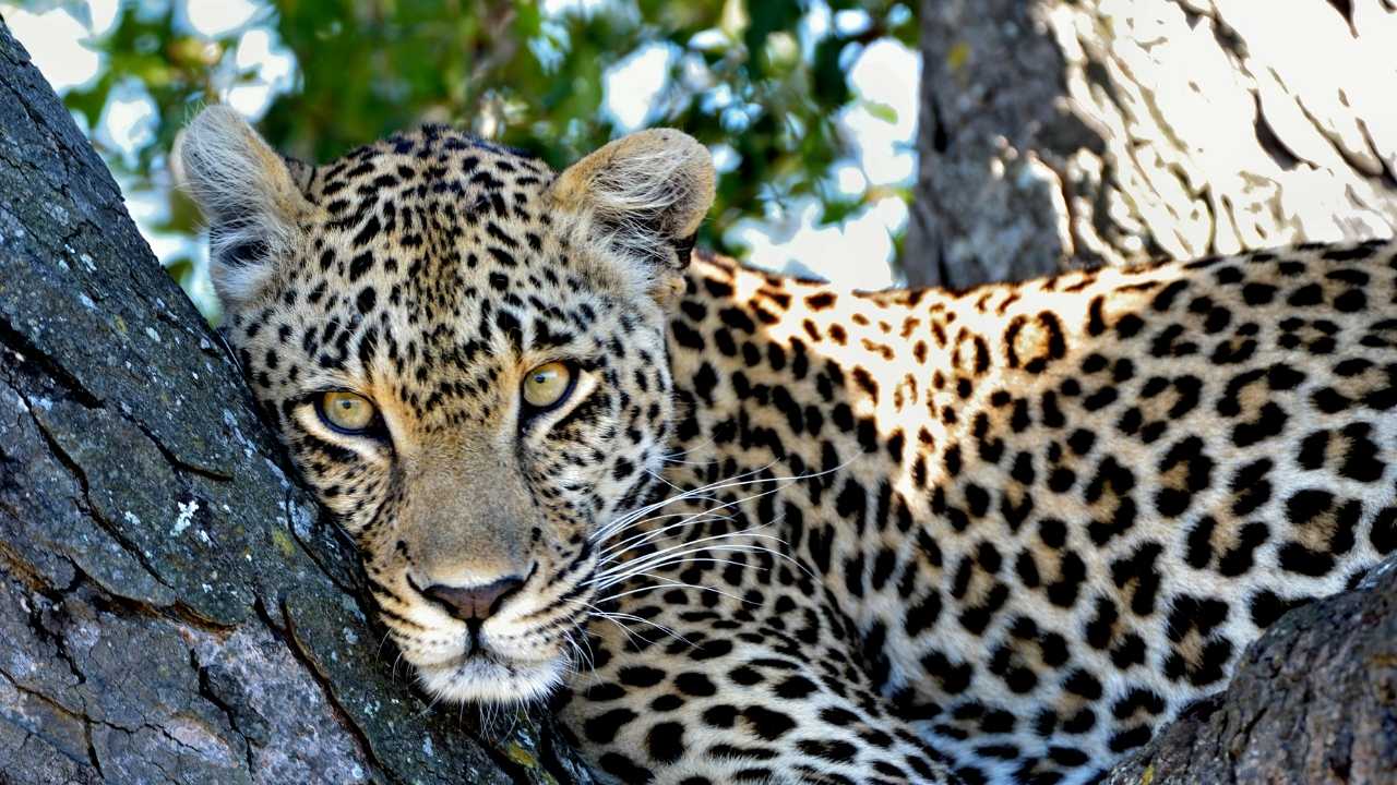 Leopard lying in a tree face front with beautiful eyes and spots,