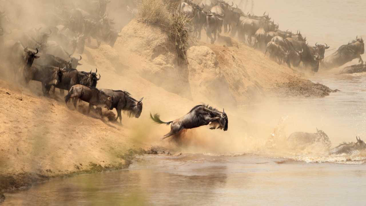 Heard of Wildebeest jumping into a flowing river with lots of dust as they jump - Great Migration