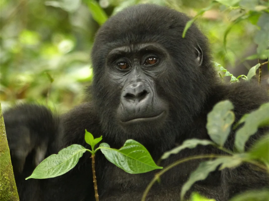 Close-up of a gorilla facing the camera in Bwindi Gorilla National Park in Uganda.