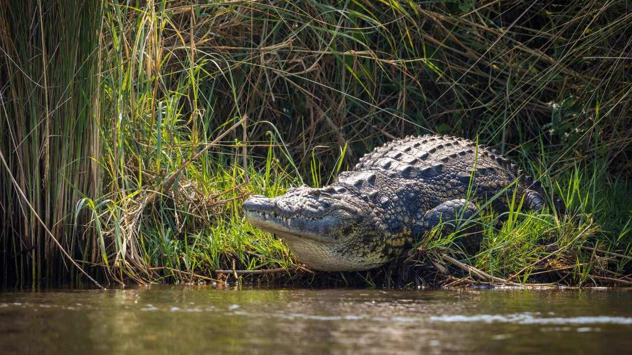 Huge crocodile on the bank of a river in africa surrounded by lush grass