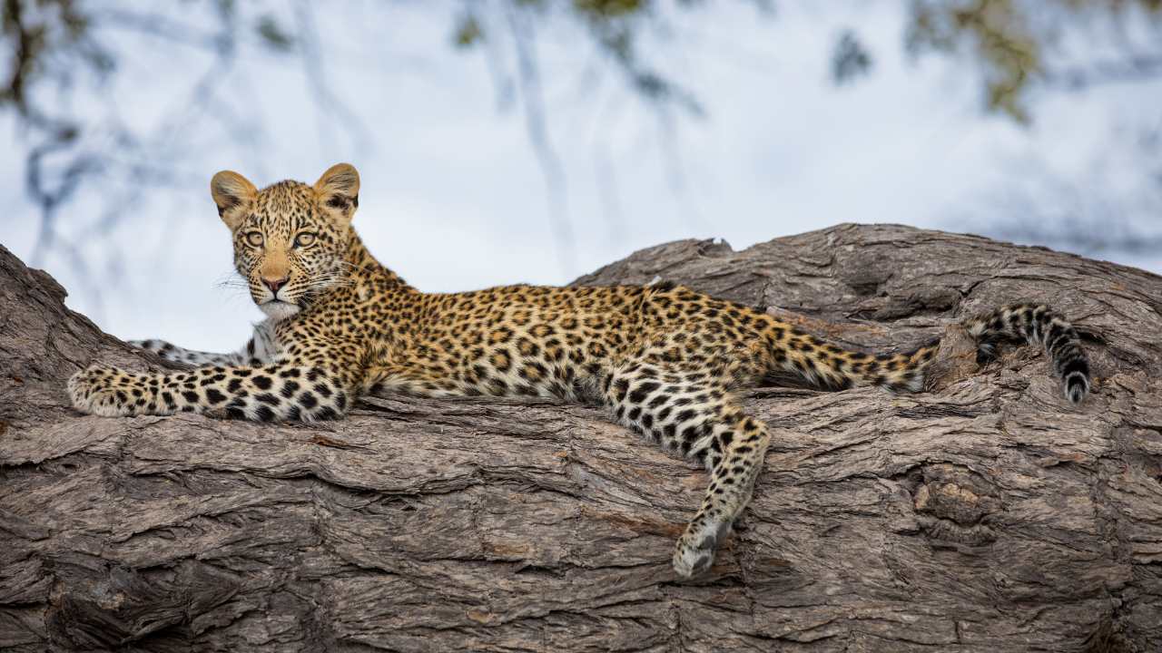 Young leopard lying in a tree in Africa