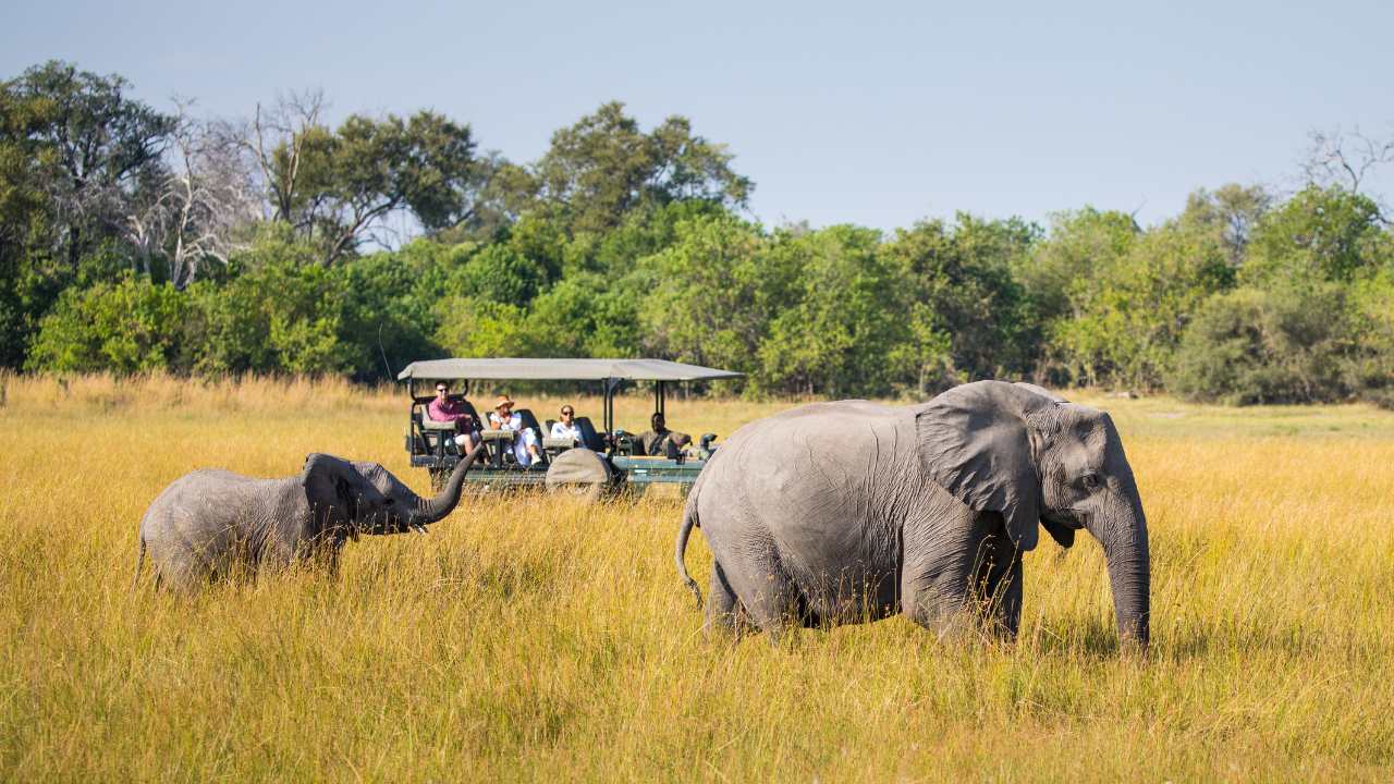 Adult elephant with baby in golden grass, safari vehicle observing in the background in Botswana’s Okavango Delta.