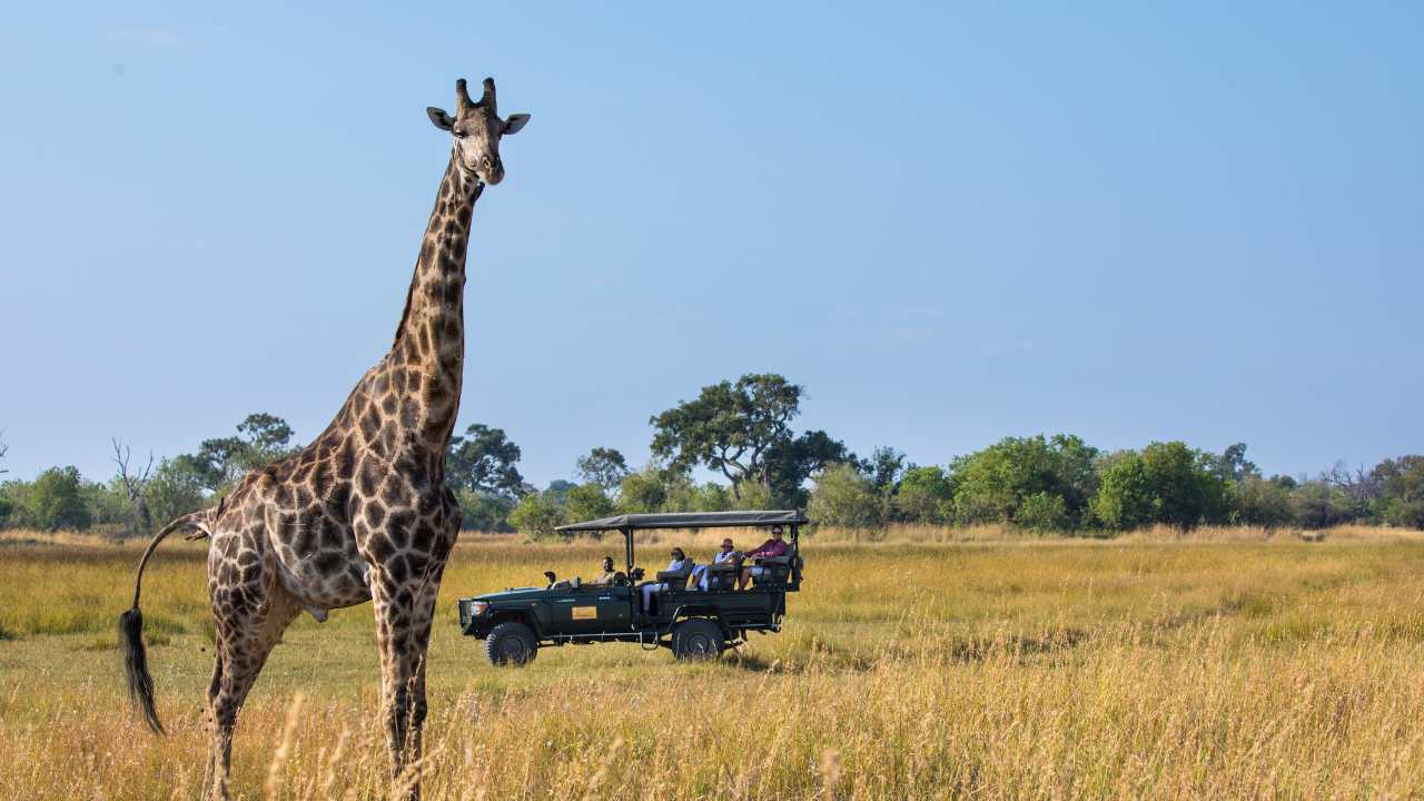 Close-up of tall giraffe in background with guests viewing from safari vehicle, Botswana wildlife