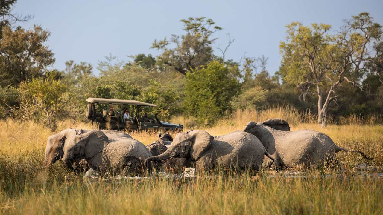 A herd of around eight or nine elephants wading through the water in the foreground of the Okavango Delta, a safari vehicle in the background viewing the elephants, surrounded by bush, African bush.