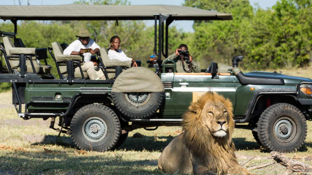 Guests in a safari vehicle observe a large male lion in Botswana’s Okavango Delta.