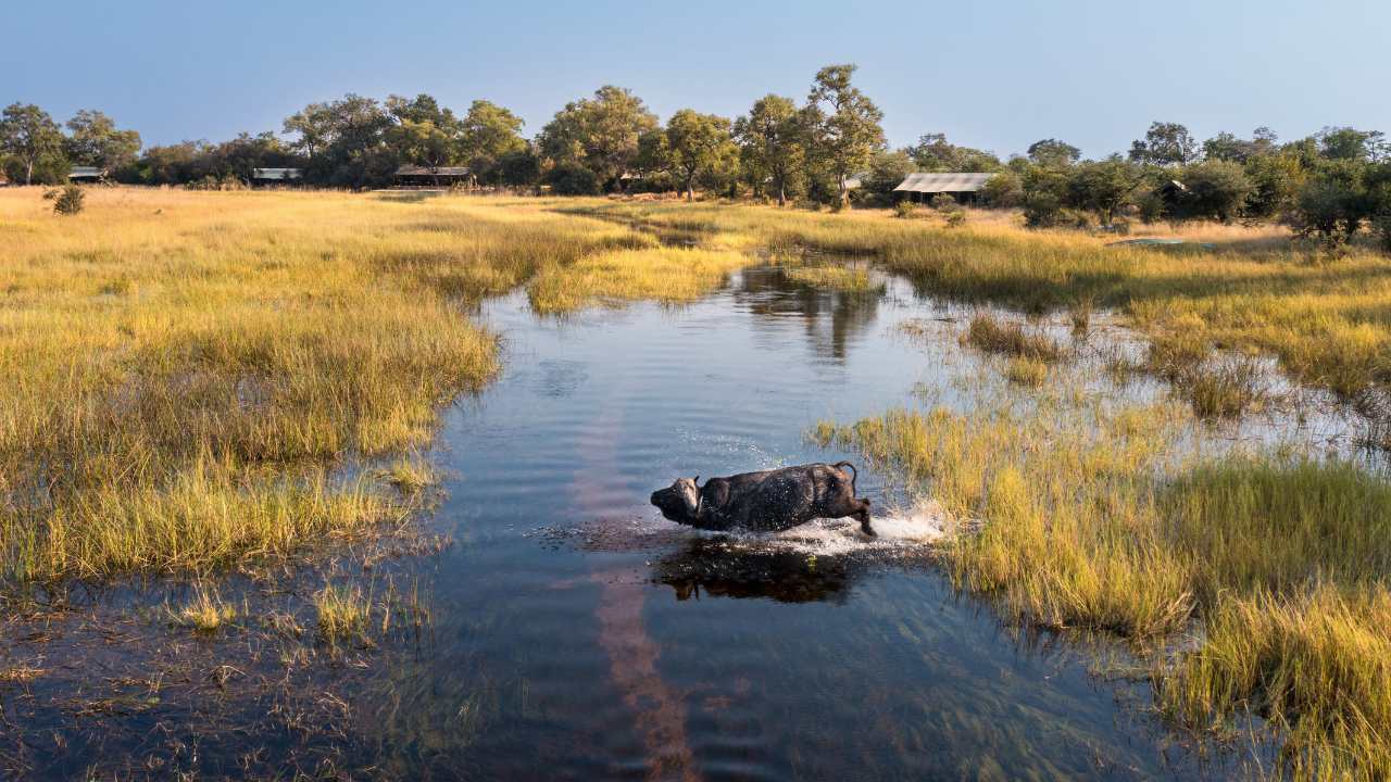 Big five buffalo crossing over water plains in the Okavango Delta, surrounded by golden grass and Okavango Explorers Camp in the background.