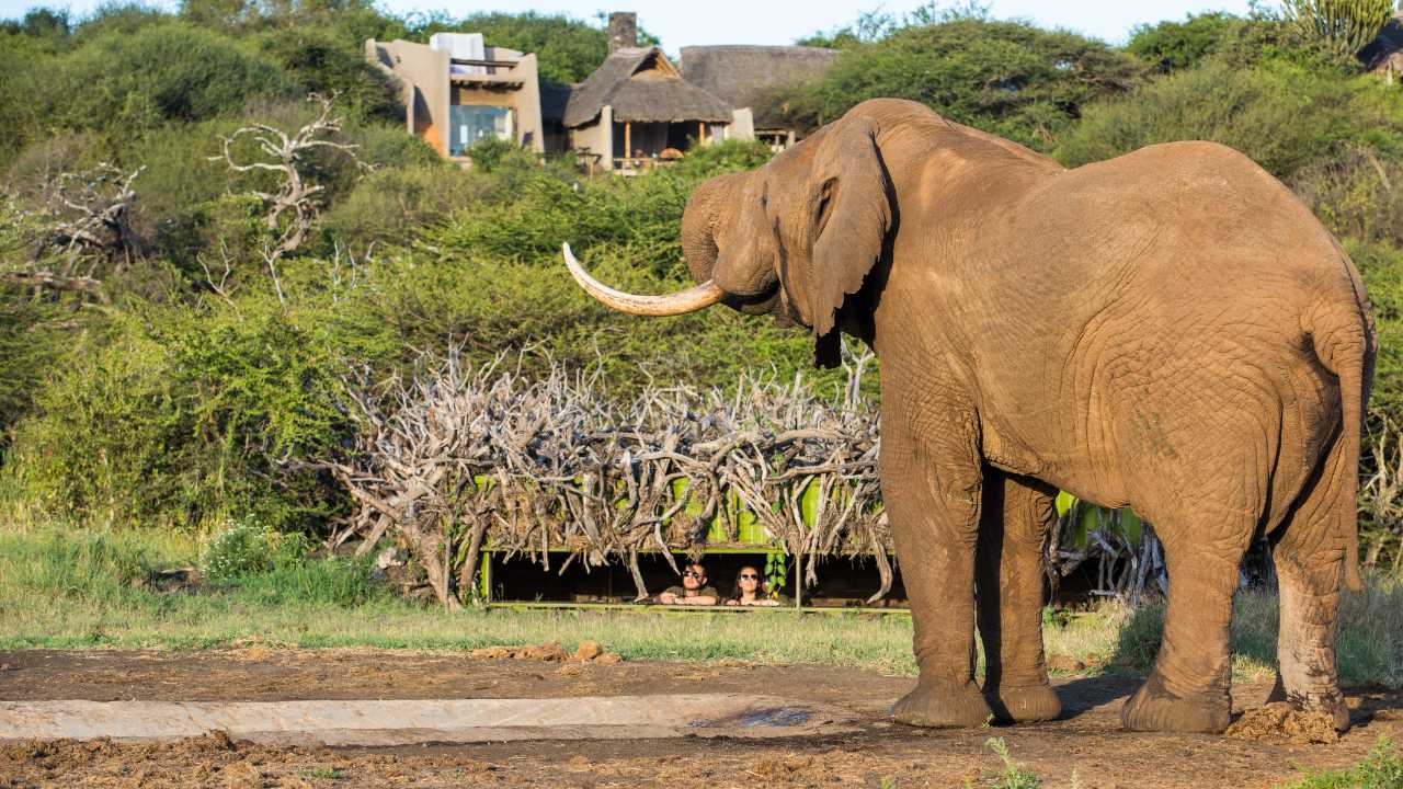 Huge male elephant in foreground with safari lodge, Donyo Lodge, in background, Kenya.