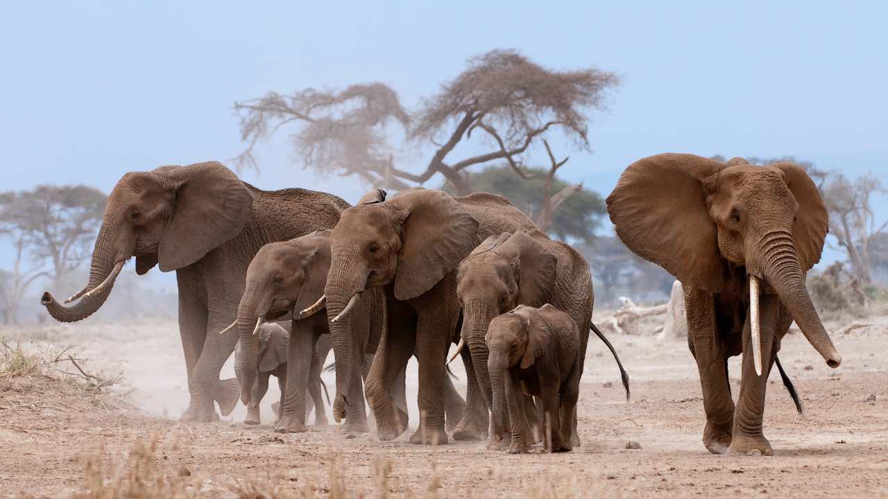 Heard of Big 5 Adult Elephants with baby elephants in dry dusty African wilderness