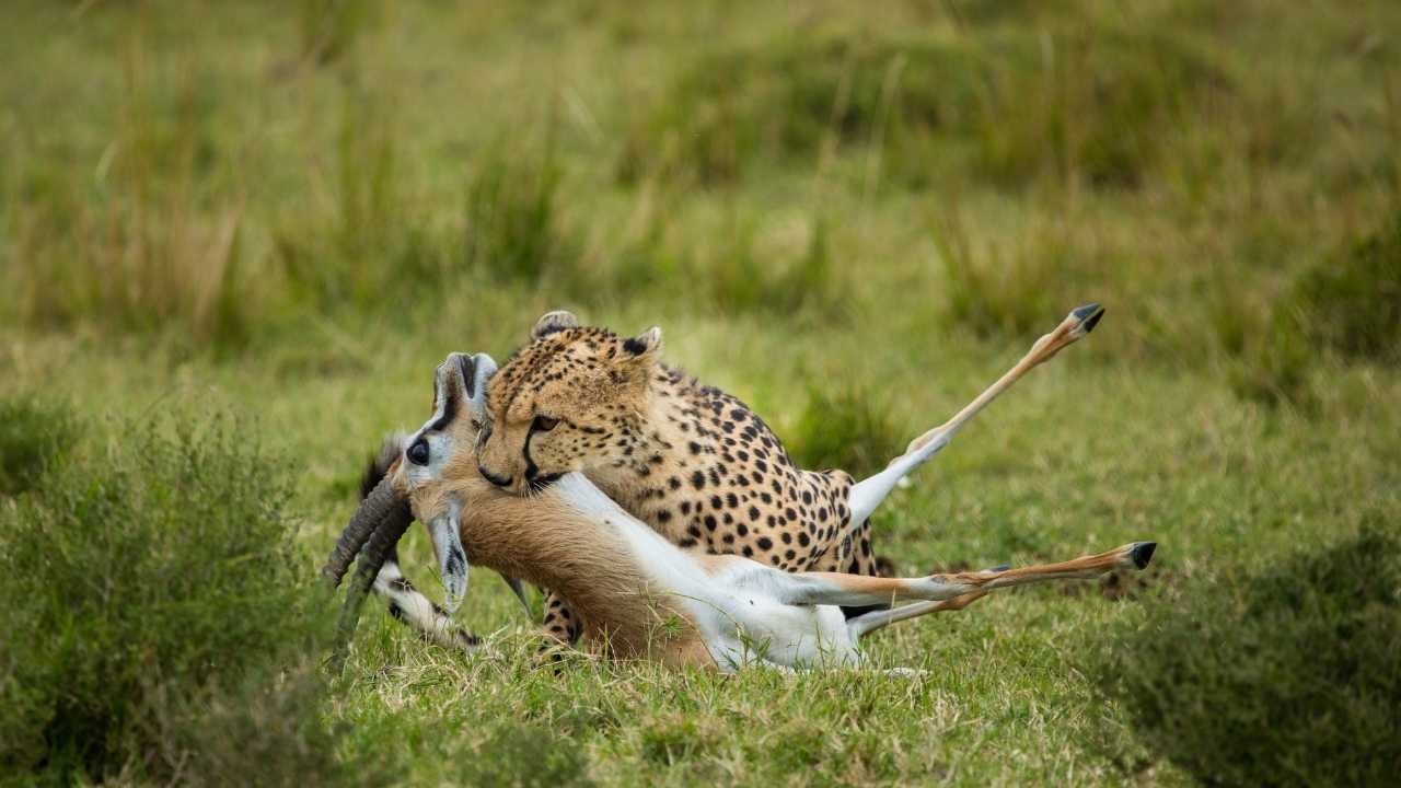 Image of a cheetah freshly killed an antelope, biting its neck in the grasslands of the Maasai Mara, Kenya.