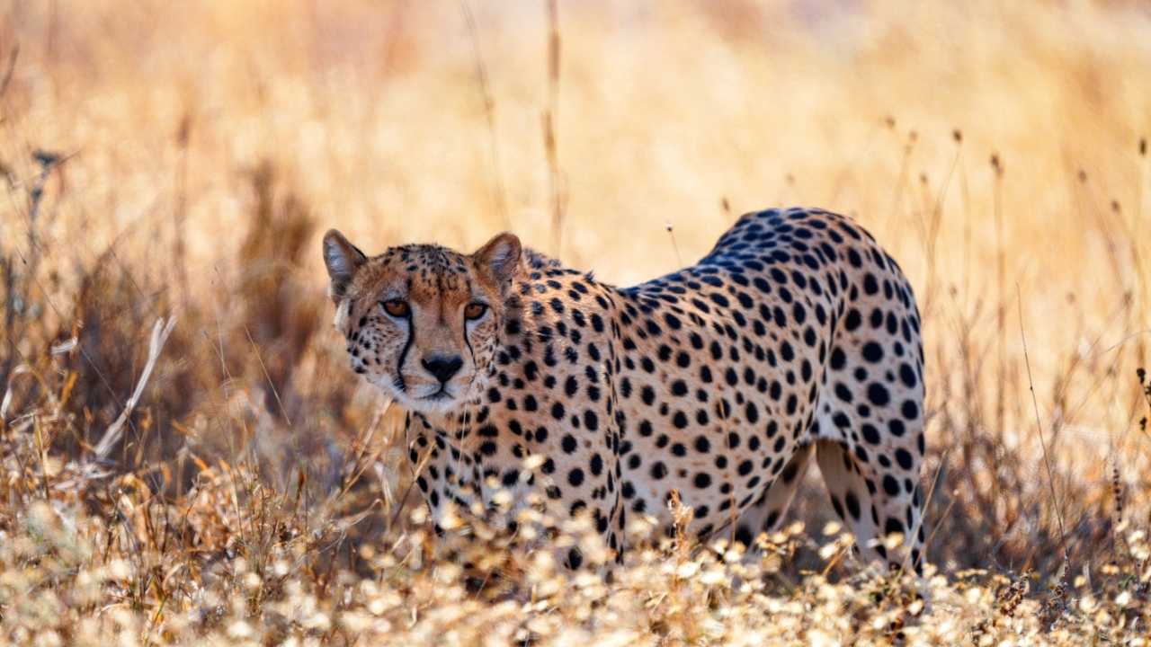 Cheetah crouched down in golden grass, ready to pounce. Close-up shot.