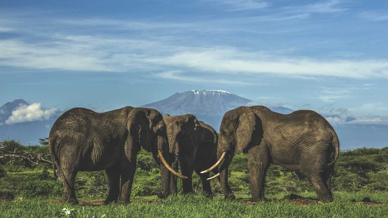Three male elephants standing together on green grass with a blue sky background, with Mount Kilimanjaro in the background and Amboseli National Park.