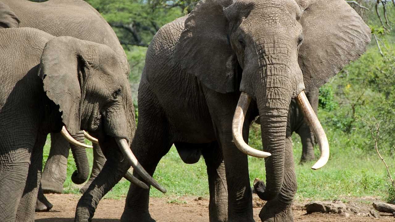 Small herd of elephants with two bull elephants, one young bull and one adult male older bull elephants at a drinking hole.