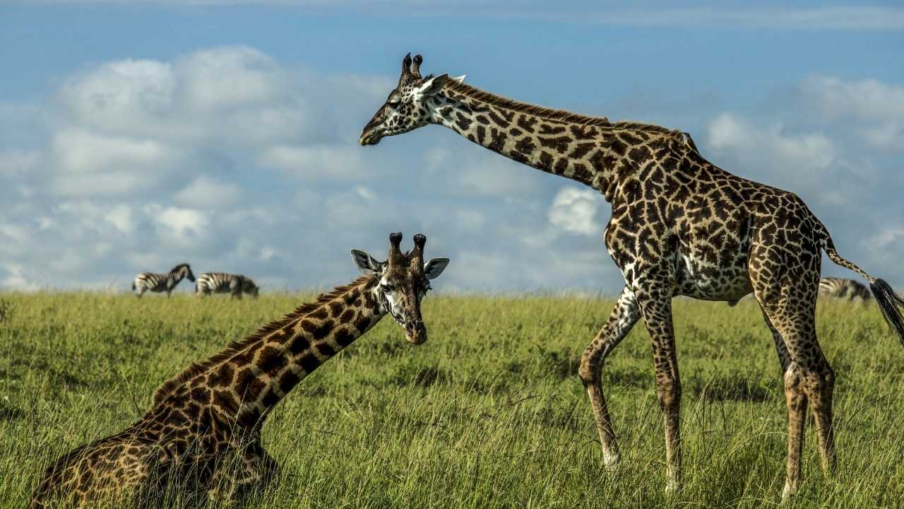 Two large giraffe, one lying down, one walking past in the Masai Mara, Kenya.