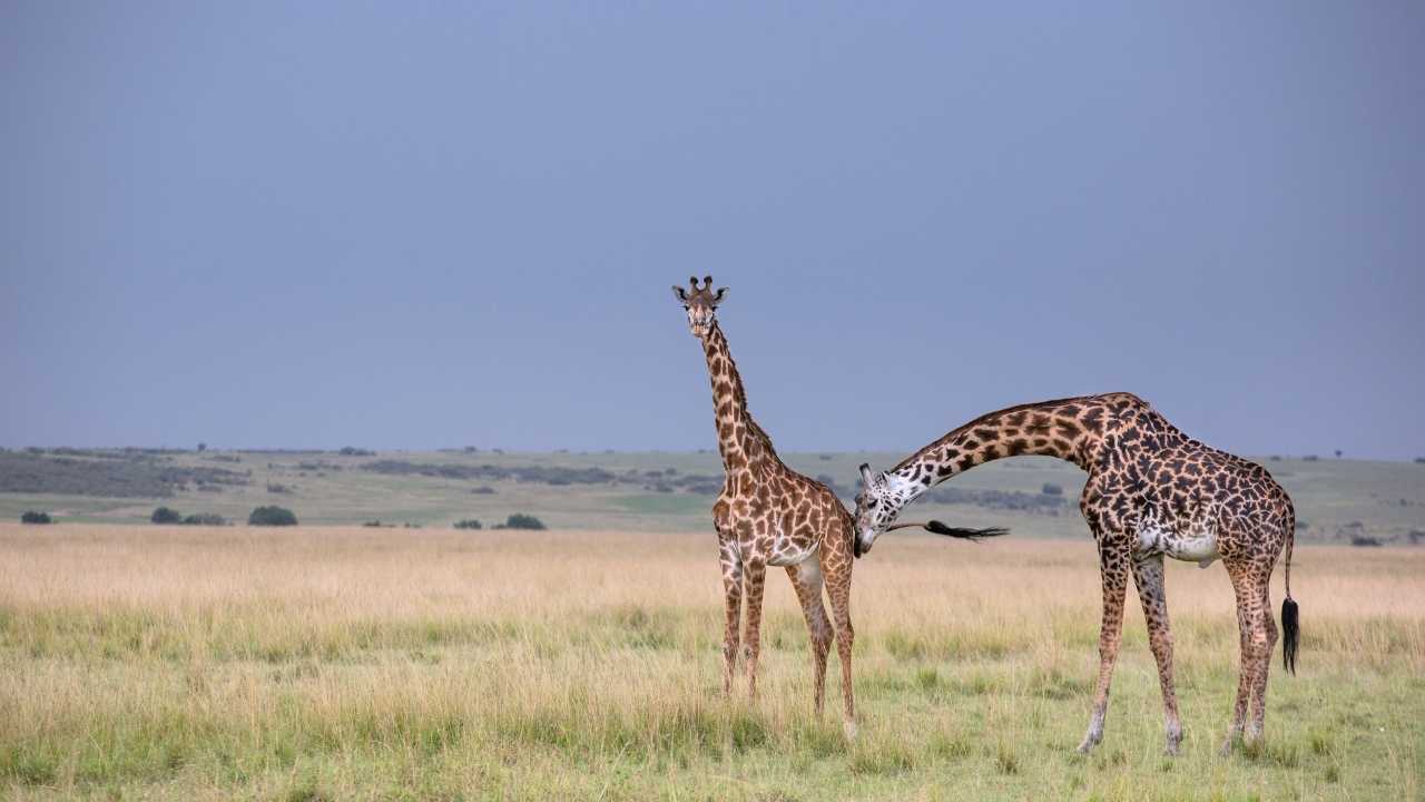 two giraffe, one adult, one adolescence, on the plains of the Maasai Mara in Kenya.