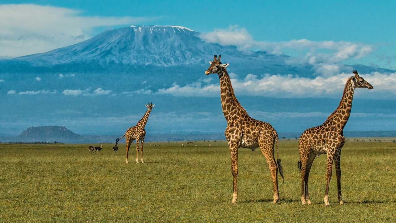 Journey of giraffe on the plains of Amboseli National Park in Kenya with Mount Kilimanjaro in the background.