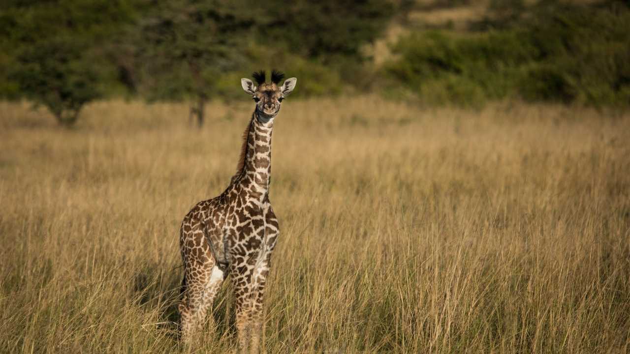 A young lone giraffe in tall golden grass, Kenya Masai Mara.