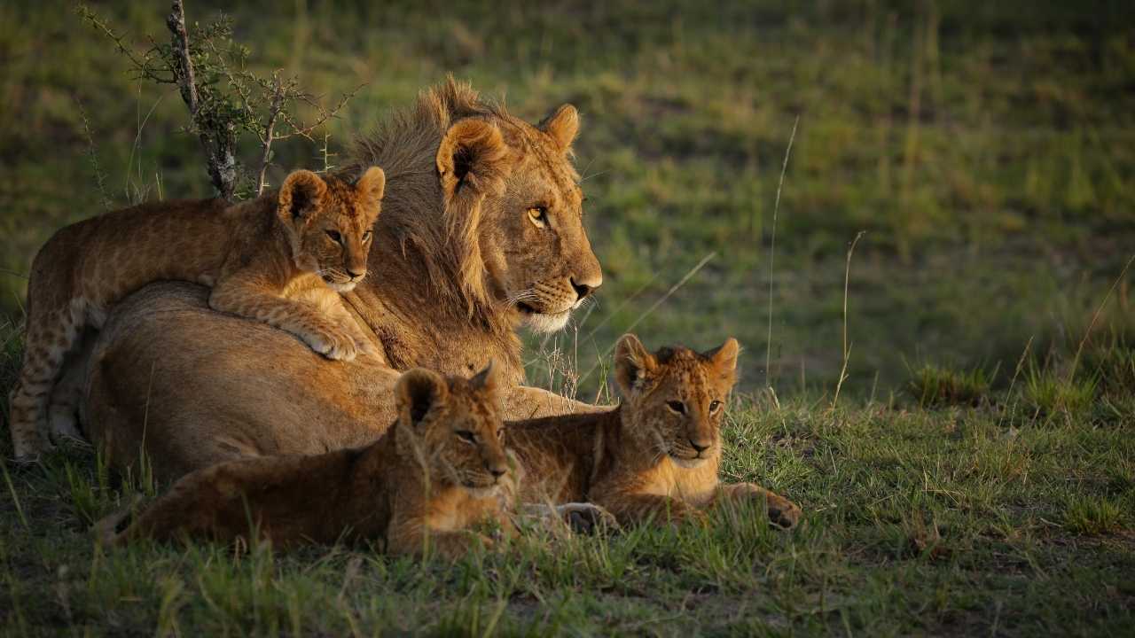A lioness with three cubs in the grasslands of the Maasai Mara, looking out onto the plains. One cub on her back, two cubs on the grass.