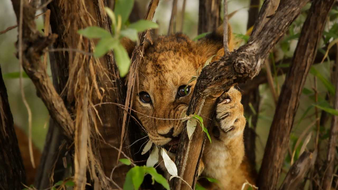 Young lion cub in trees biting the tree, close-up shot.