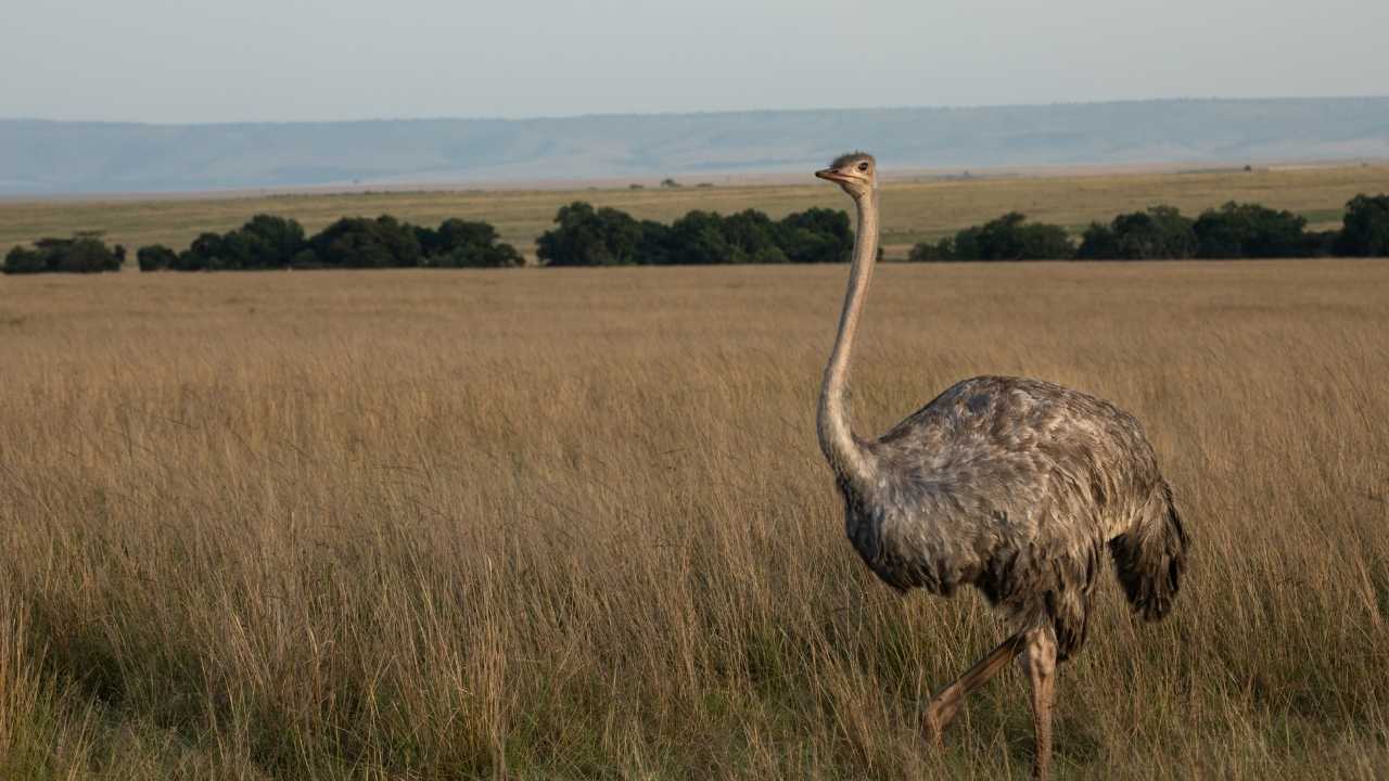 Large female ostrich walking across the grass plains of the Maasai Mara, close-up of ostrich, Maasai Mara plains in the background.