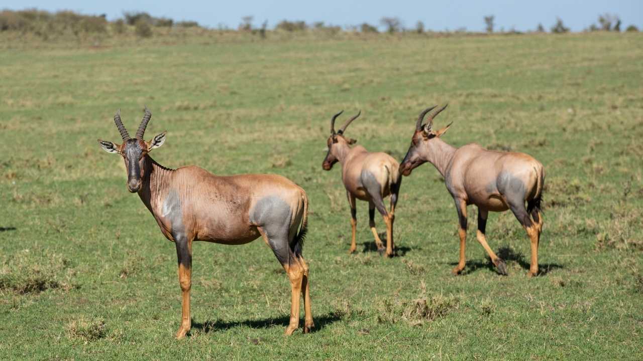 Herd of antelope on the grass plains of the Maasai Mara in Kenya.