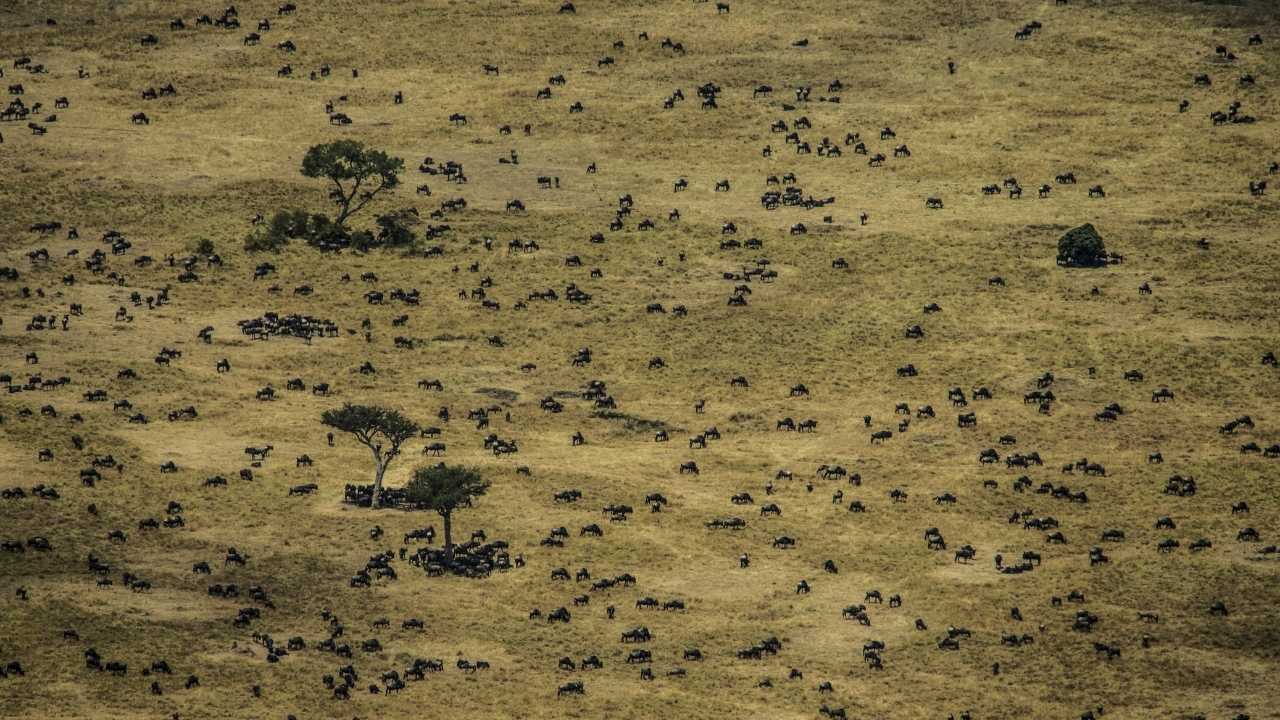 Aerial shot of Masai Mara with huge herds of wildebeest, zebra, giraffe.