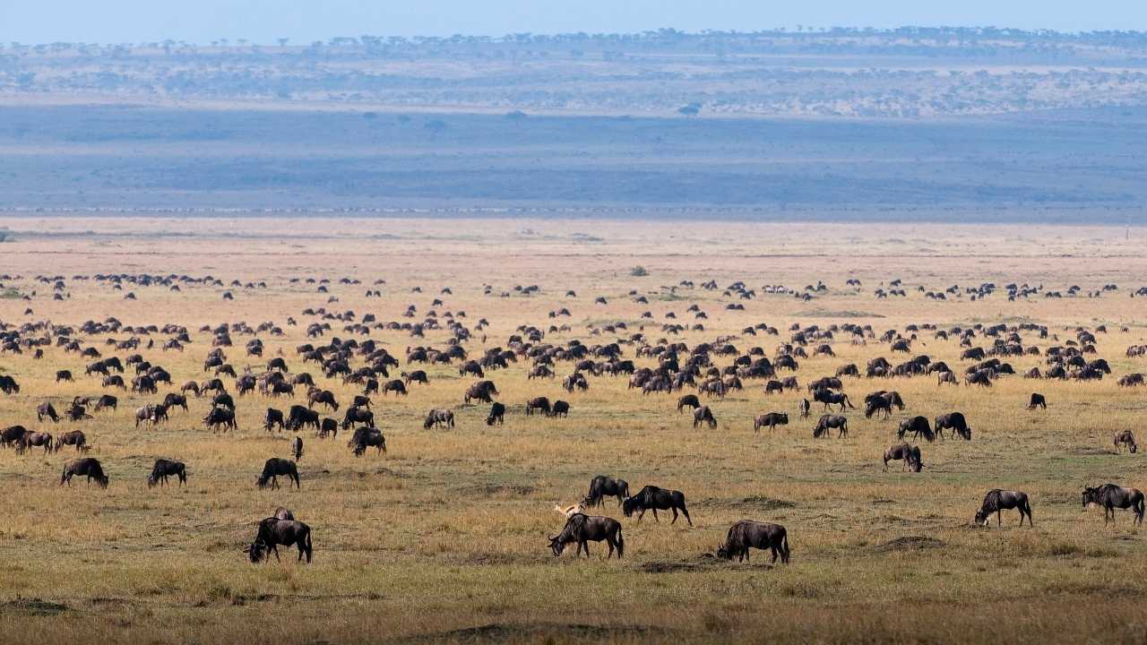 Huge herds of wildebeest, giraffe, zebra across the grass plains of the Maasai Mara in Kenya.