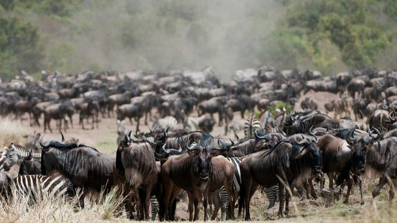 A huge herd of wildebeests in the grasslands of Kenya, migrating, with dust and trees in the background.