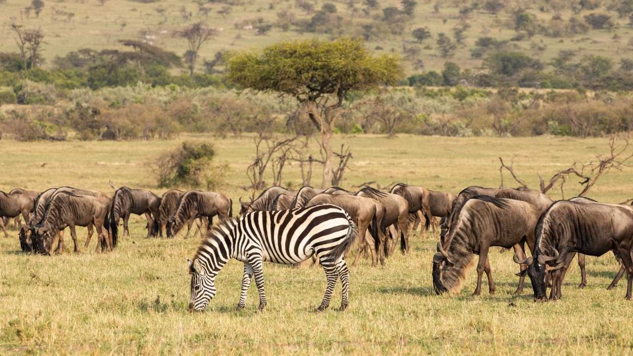 zebra in the foreground with wildebeest in the background on the Masai Mara plains, Kenya, grazing.