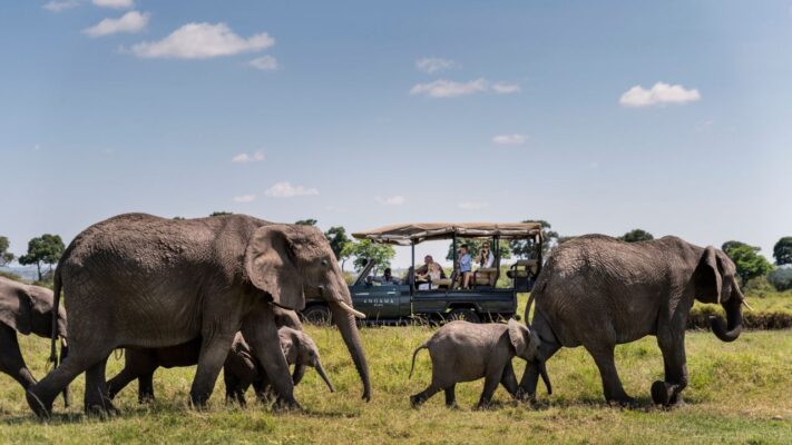 Herd of elephants with safari vehicle and family in the background on a Kenyan safari.