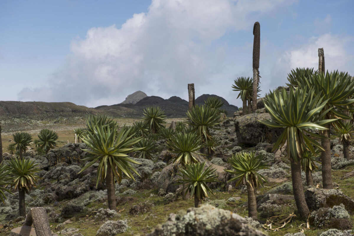 Image of rare Ethiopian Wolf in the Bale Mountains, Ethiopia