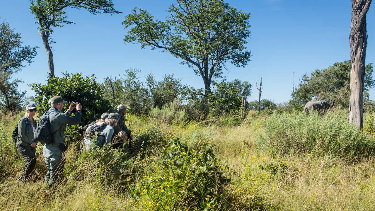 Guide leading four guests on a walking safari at Duba Explorers Camp in Botswana’s Okavango Delta, with wildlife nearby.