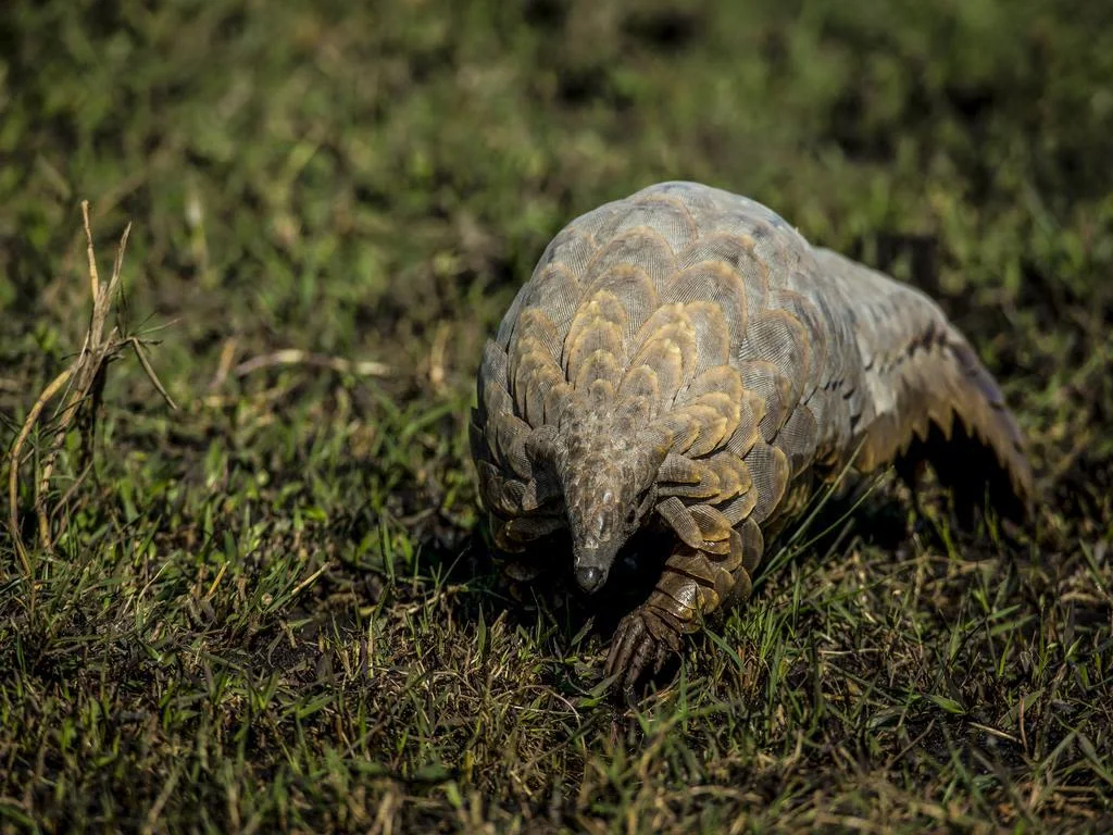 Aardvark on muddy grass patch in Okavango Delta Botswana