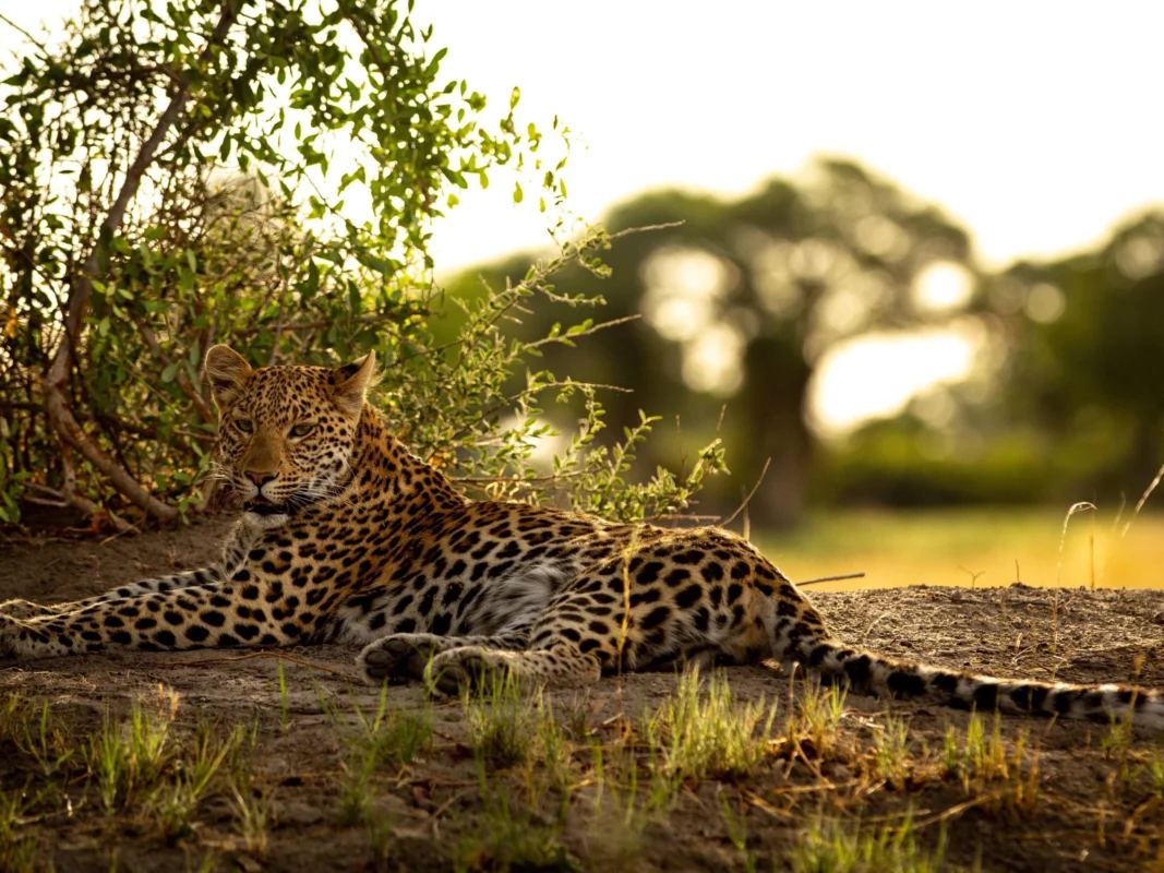 Botswana duba plains camp great plains African wildlife experience leopard lying on sand next to a bush