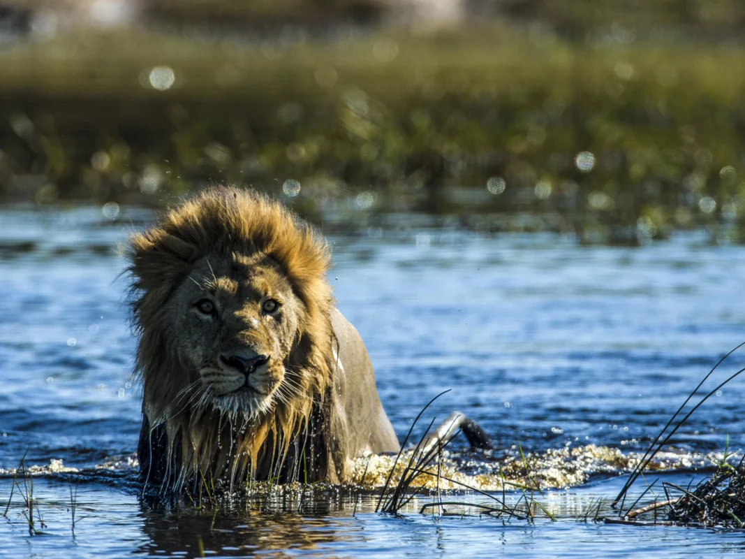 Lion crossing a river in the Okavango Delta
