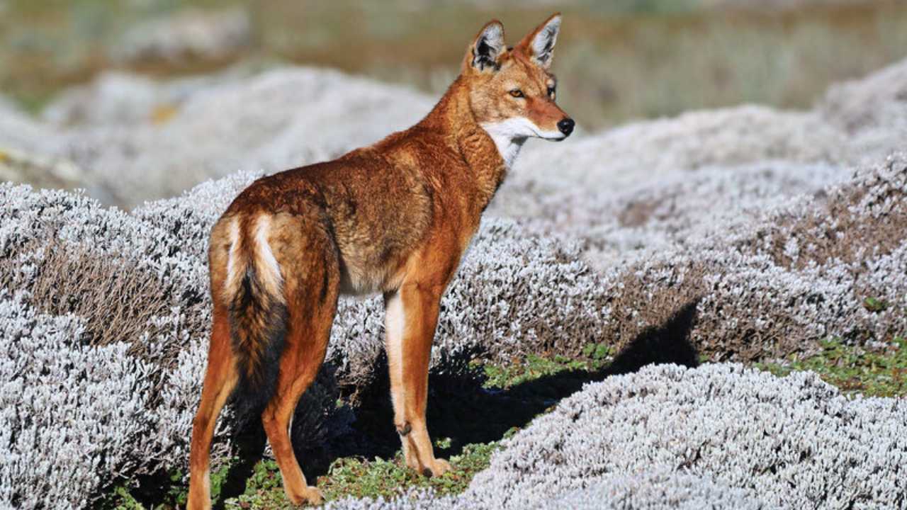 Image of a rare Ethiopian Wolf in the Bale Mountains, Ethiopia