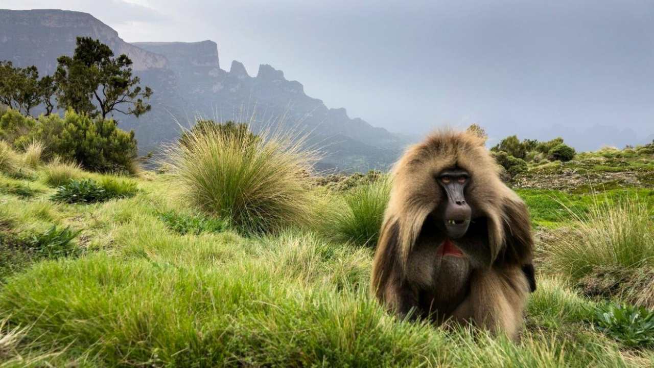 Male gelada monkey sitting on mountain top in Ethiopia
