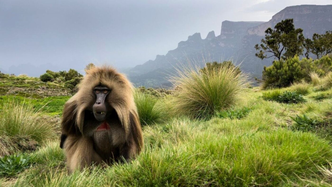 Gelada monkey on Ethiopian mountains with lush grass