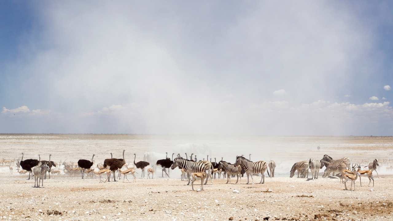 Ostriches, zebras, and antelope grazing at dust cloud in Etosha National Park, Namibia.