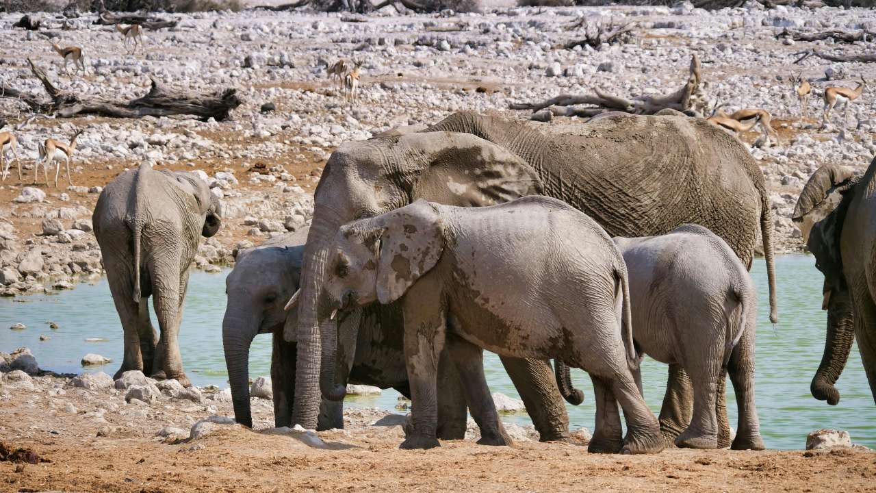 Herd of elephants roaming at Etosha National Park, Namibia.