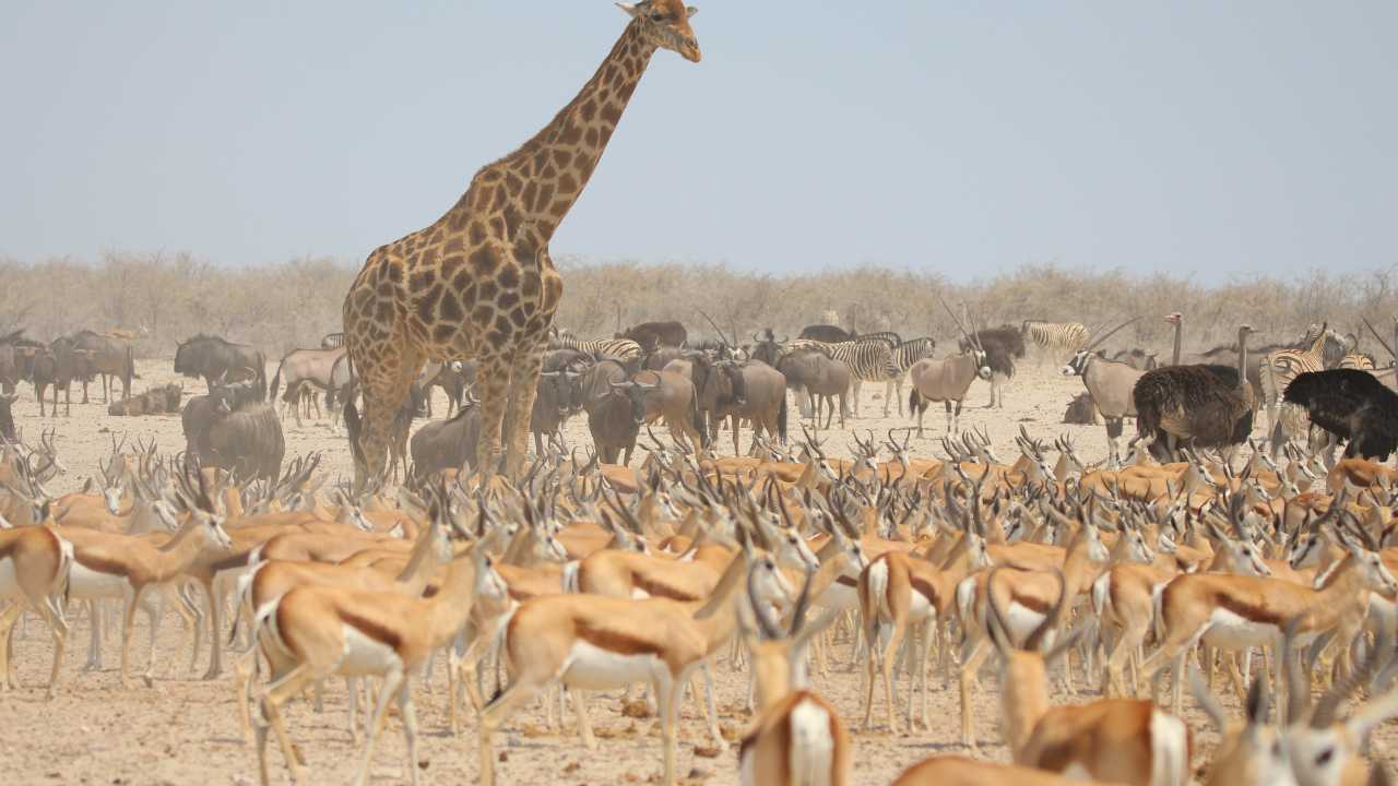 Giraffe, springbok, and wildebeest grazing together at Etosha National Park, Namibia.
