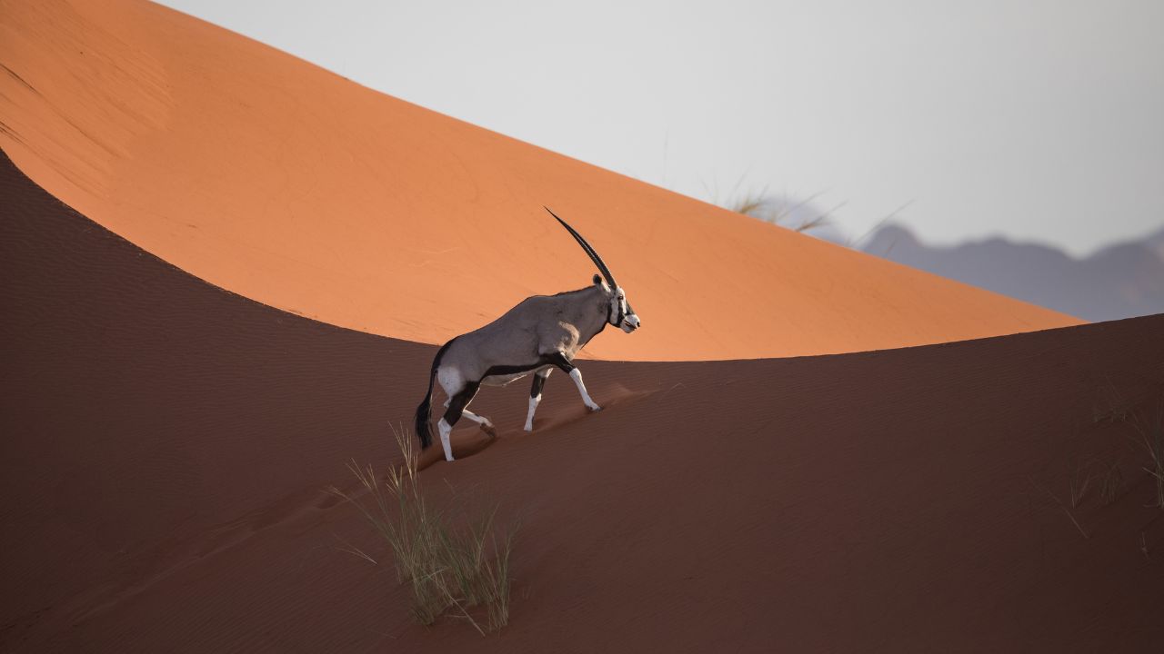 Huge male oryx walking up red dune with sunlight and shadows in Namib Desert