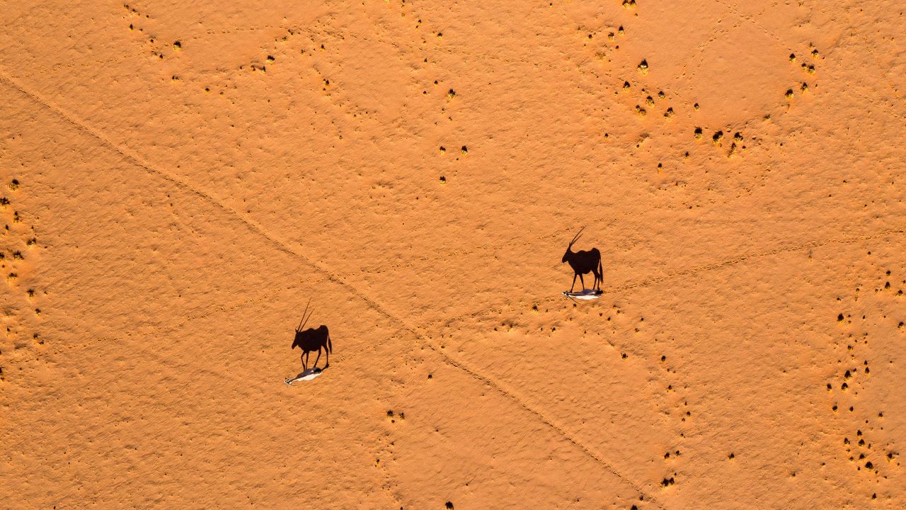 Overhead shot of two oryx walking one behind the other with shadows on red desert sand