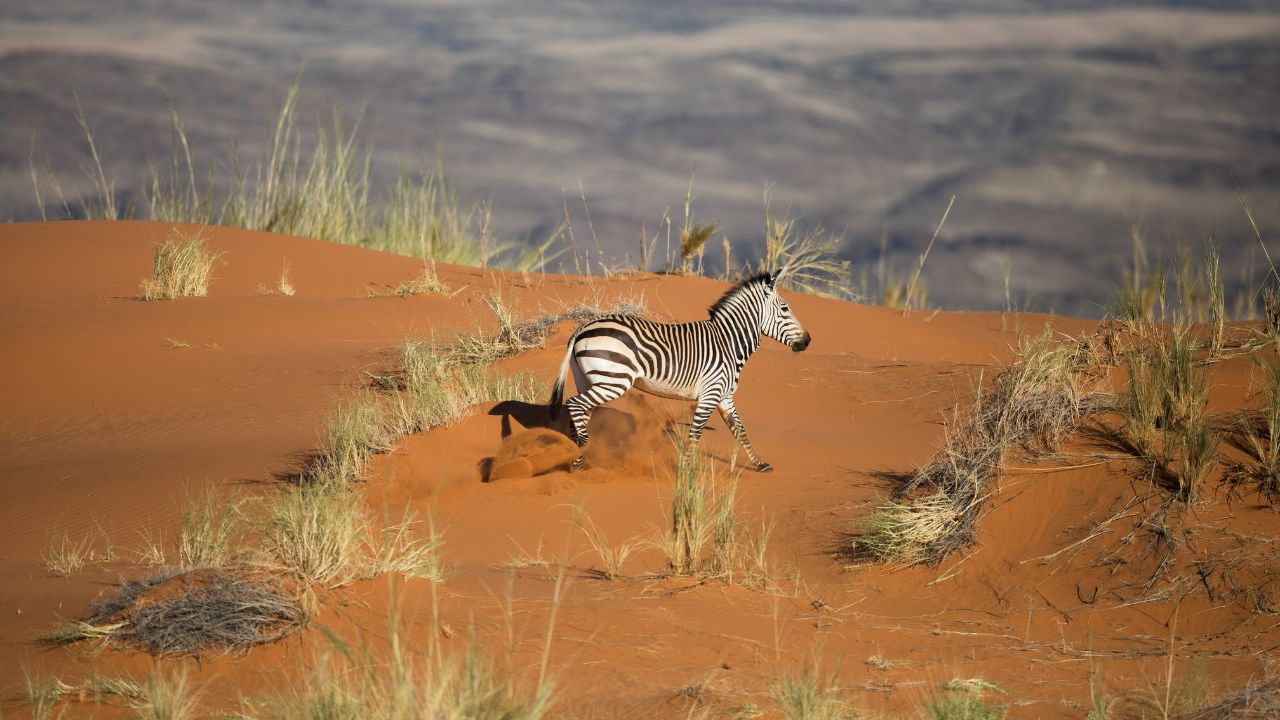 Lone zebra running through red sand dunes in Namib Desert