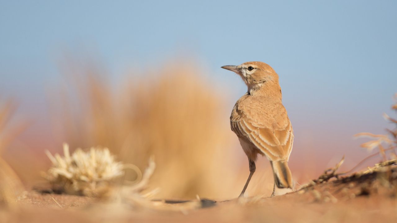 Well-camouflaged desert bird on sand and golden grass in Namib Desert