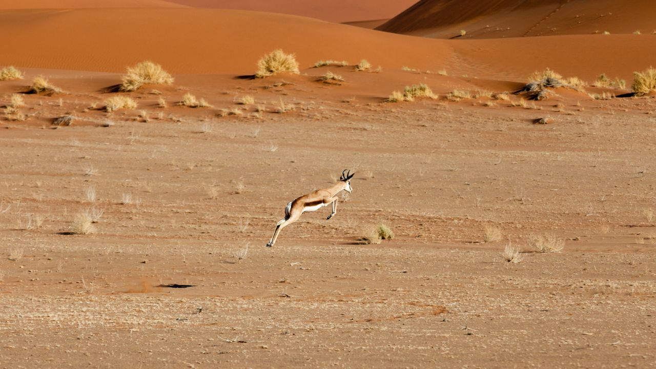 Springbok leaping in full flight across Namib desert dunes, red sand in background