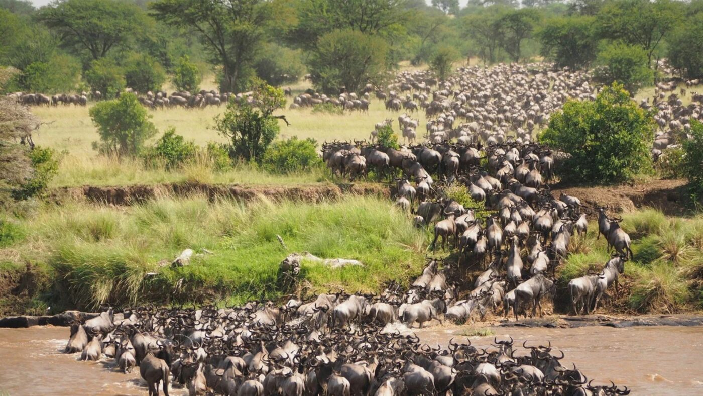 Thousands of Wildebeest Crossing a river in Tanzanias Great Migration